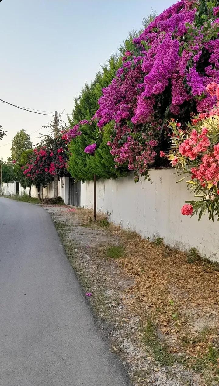 تصویر روستا