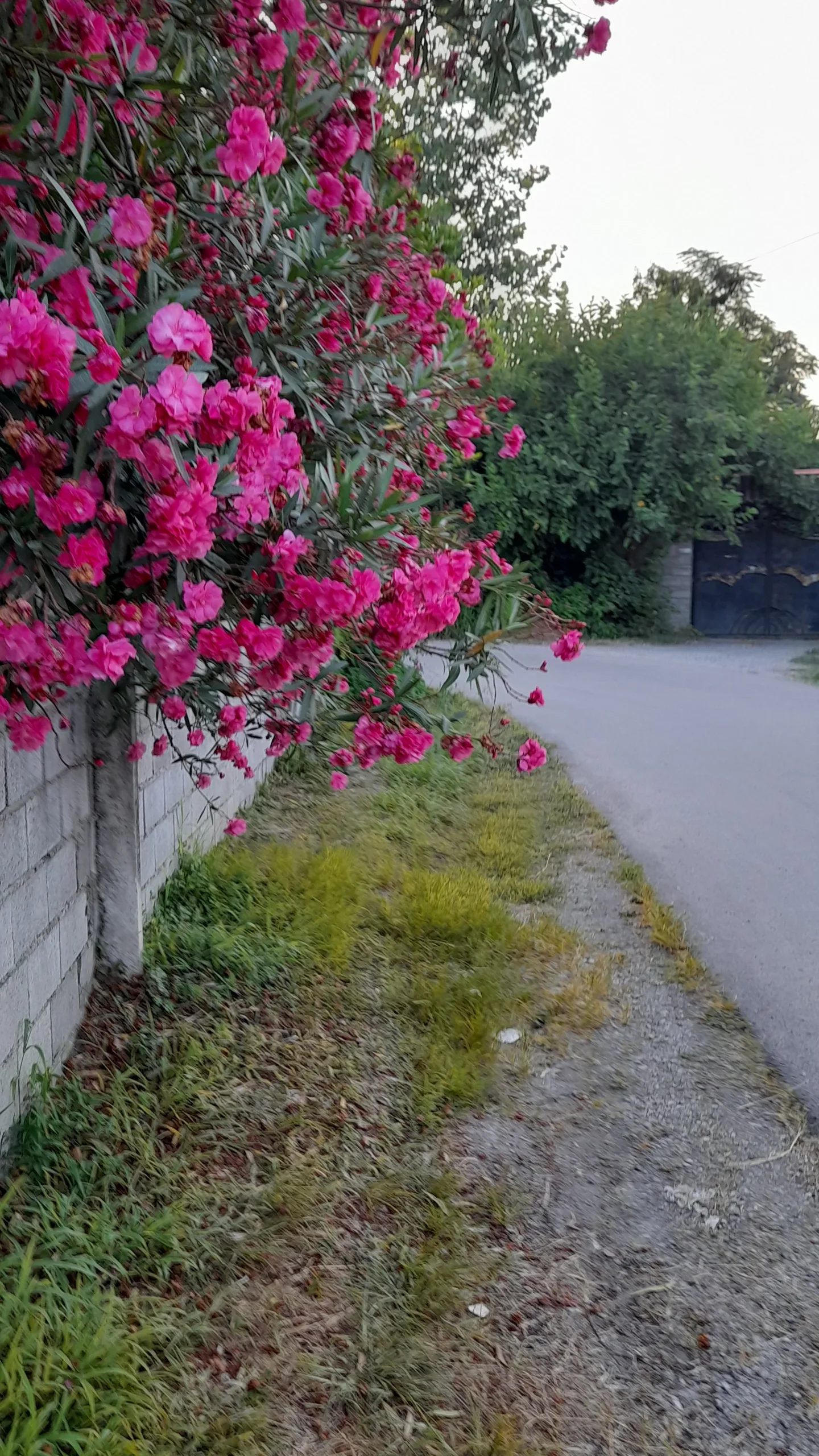 تصویر روستا